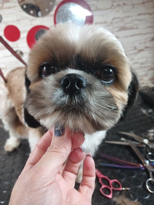 Грумінг собак та котів. Харків