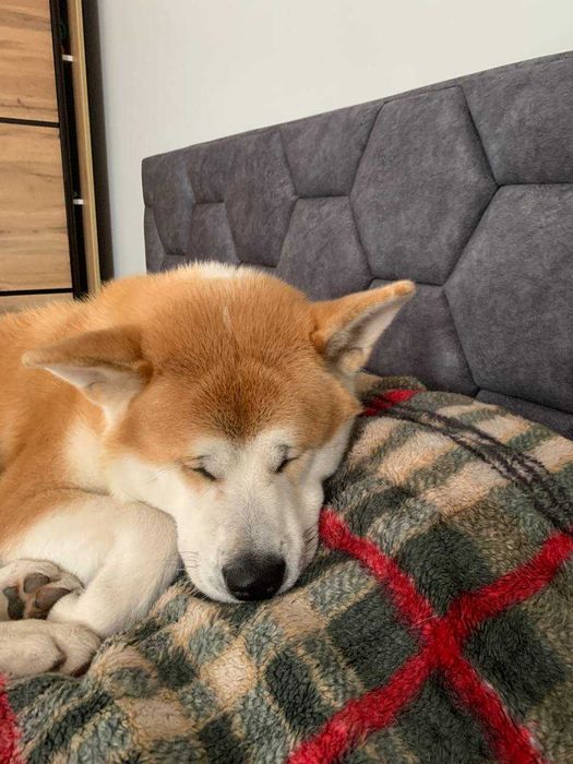 Кобель акіта іну для в’язки