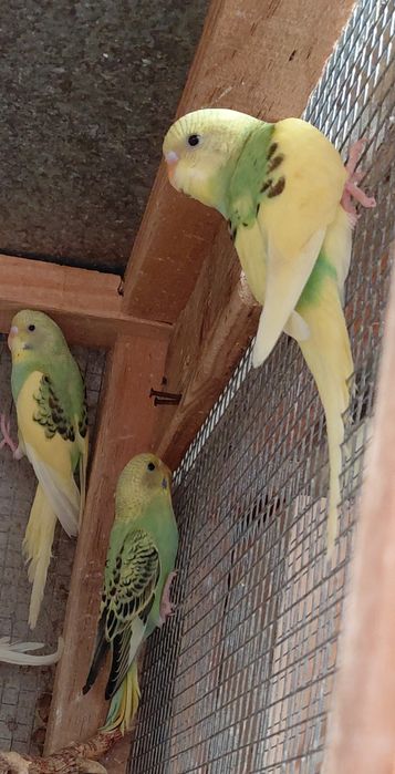 Periquitos e mandarins