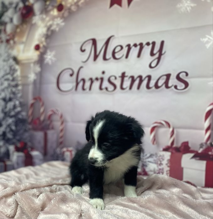 Szczeniak Border Collie