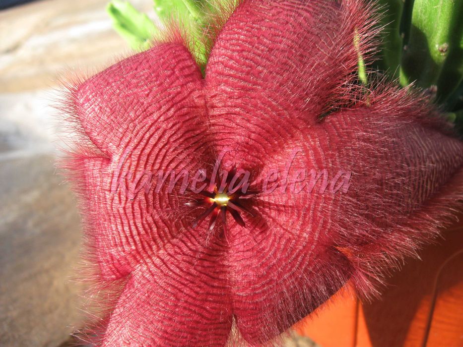 Стапелия грандифлора суккулент.