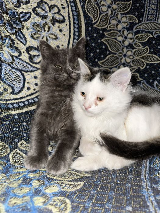 Віддам кошенят в добрі руки