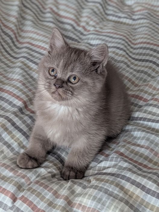 Шотландские котята тикированная шиншила