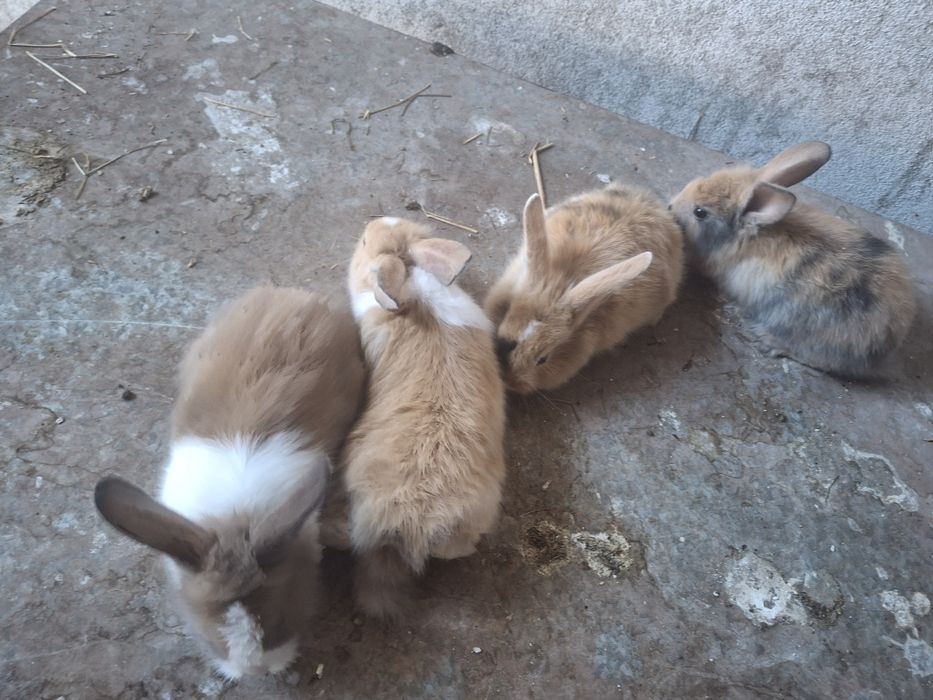 Coelhos muito bonito com o pêlo comprido