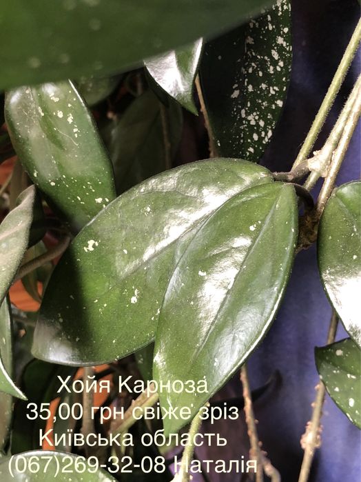 Хойя види. Хойя. Хойя