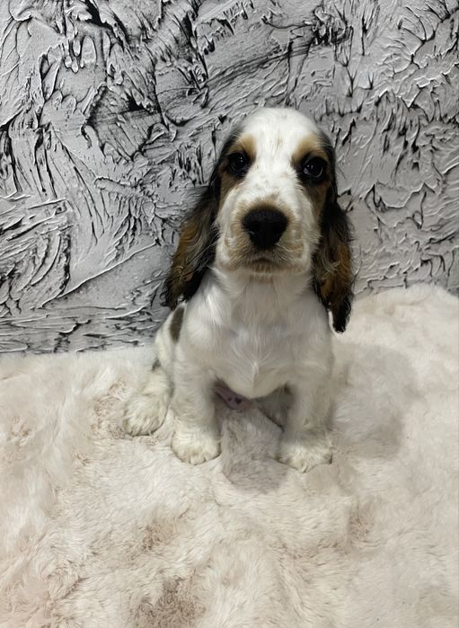 Piesek Cocker Spaniel Angielski bialo-sobolowe