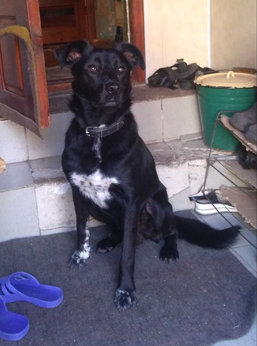 Пропала собака, кличка Дин