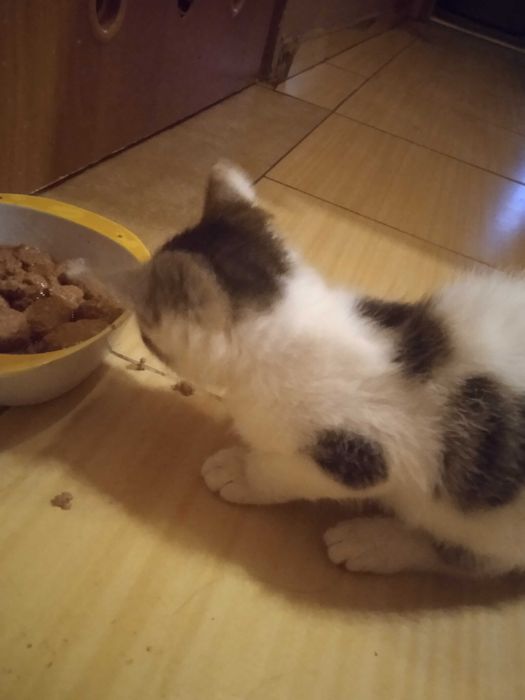 Oddam kota w dobre ręce