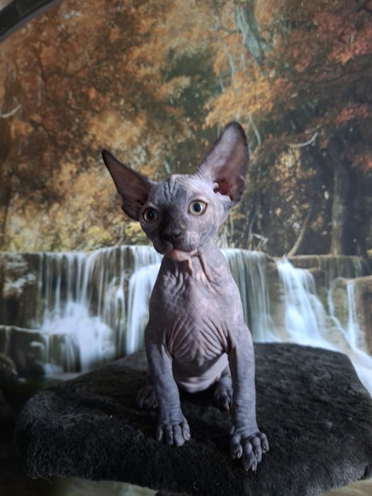 Sfinks Kanadyjski