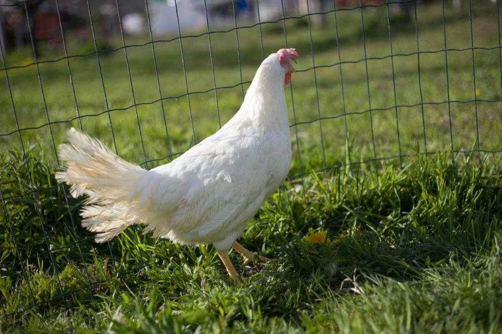 Kury nioski Tetra tintet dowóz Gratis