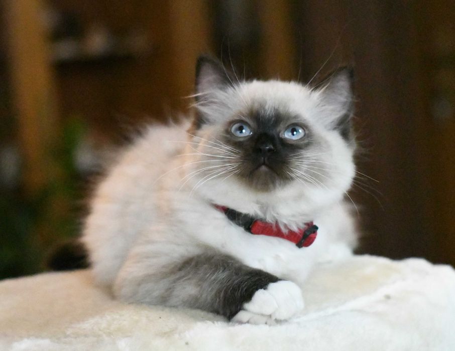Ragdoll kotka seal mitted