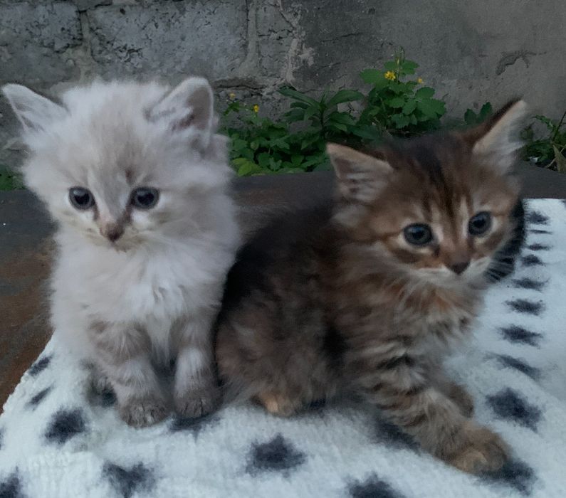 Кошенятка дівчатка та хлопчики