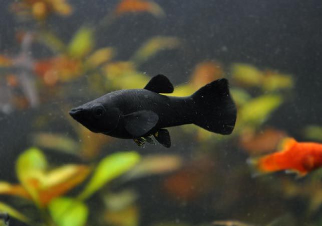 molinezje black moli, calipso, żółto czarna