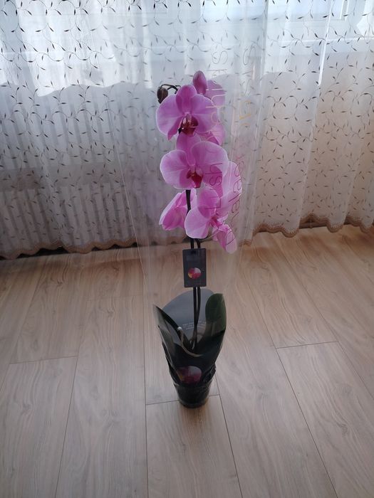 Цветок Орхидея большая
