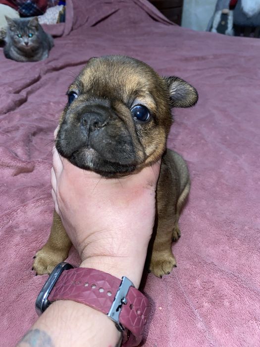 Великий хлопчик французик