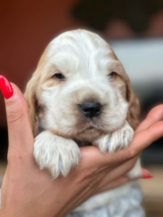 cocker spaniel  inglês
