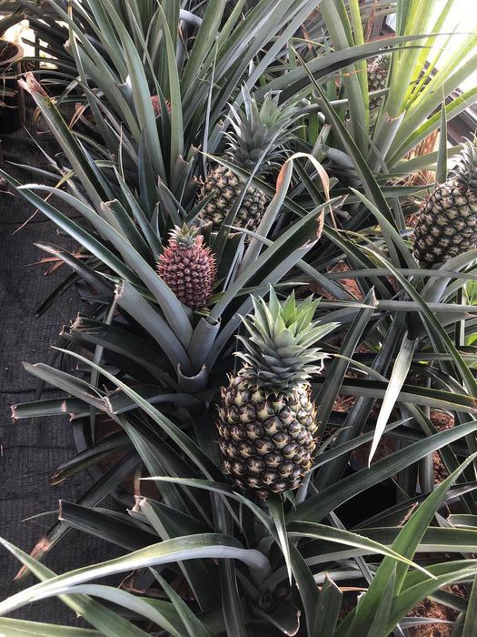 Ananás planta a vários preços.