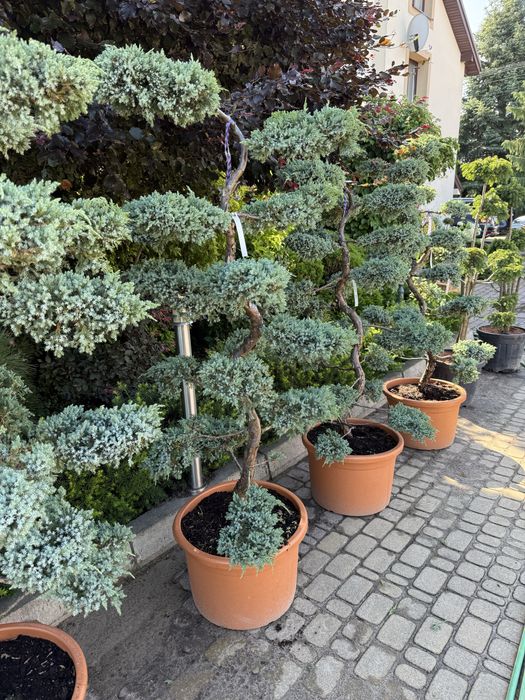 Jałowiec formowany BONSAI