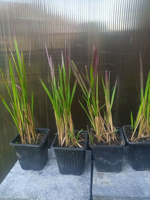 Trawa Red Baron imperata cylindryczna