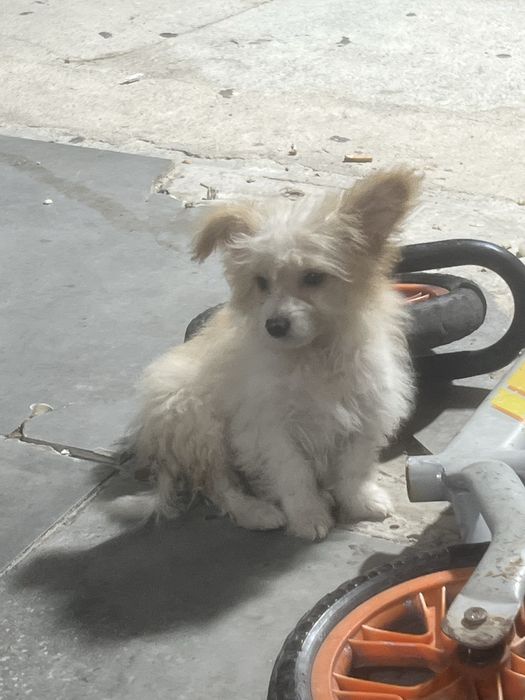 Vendo canixe puro 4meses