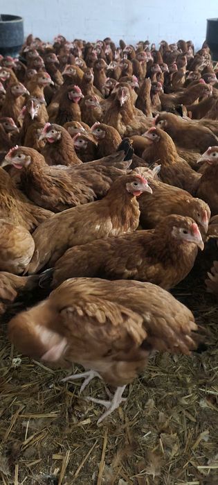 Kury nioski Rosa Messa i Leghorn prosto od hodowcy. Dowóz Gratis.