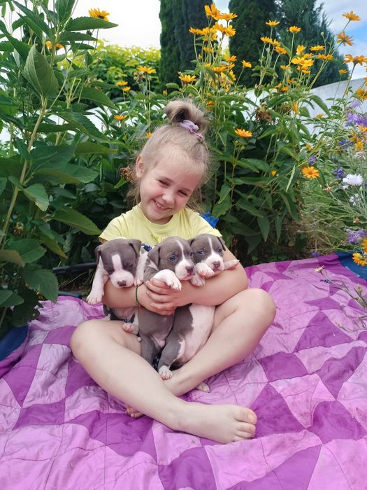 Блакитні Амстафята,розплідник КСУ