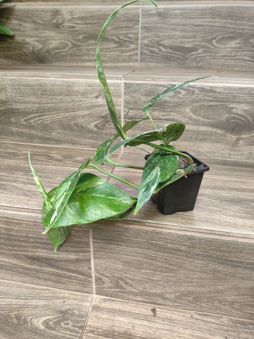 Epipremnum pinnatum variegata