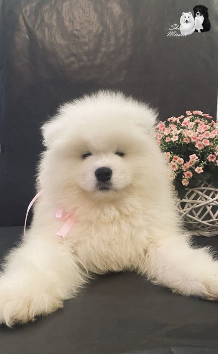 Samoyed / Самоїд