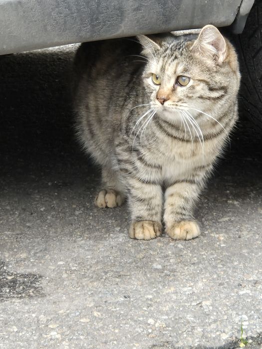 Шукаю дім для киці( стерилізована)