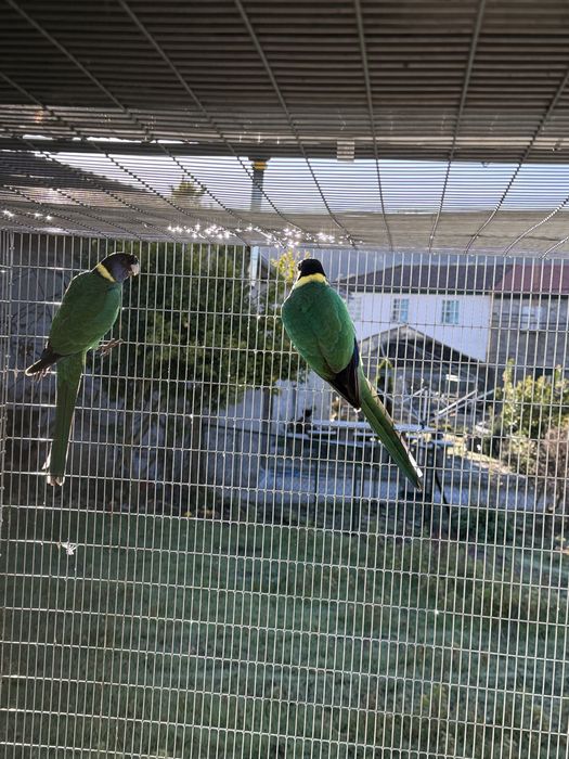Varias Especies de Barnardius 2026