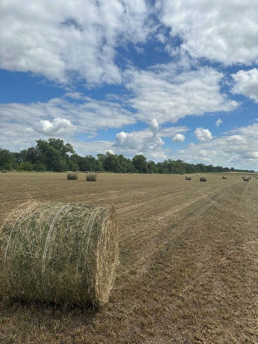 Сіно люцерни в об'ємних тюках