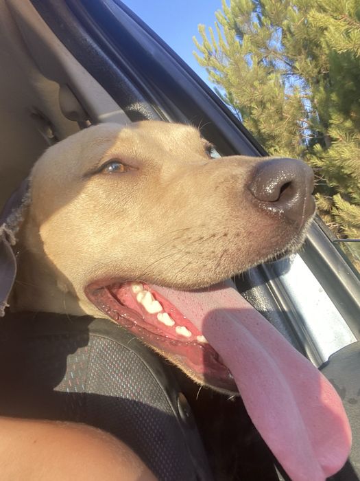 Cao amstaff para adoção