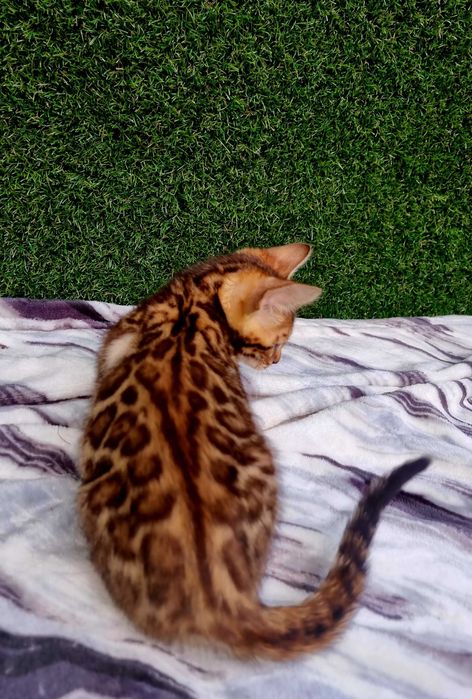 Бенгалята під бонь та готові переїздить. Є вибір! Розплідник WCF