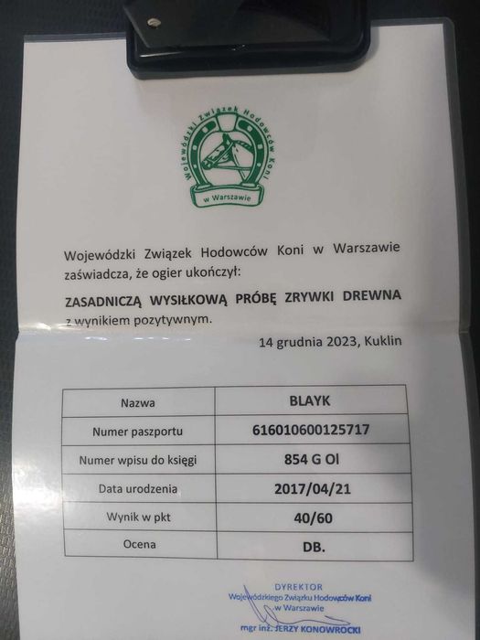 Sprzedam ogiera zimnokrwistego