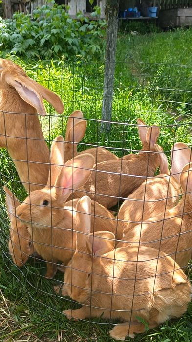 Кролі породисті бельгійські велетні