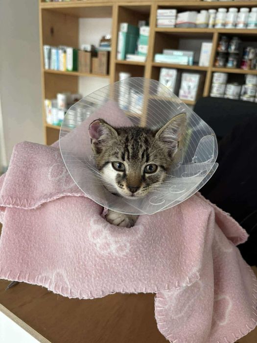 Mały Lufcik stracił łapkę i pół uszka… czy ktoś go pokocha?