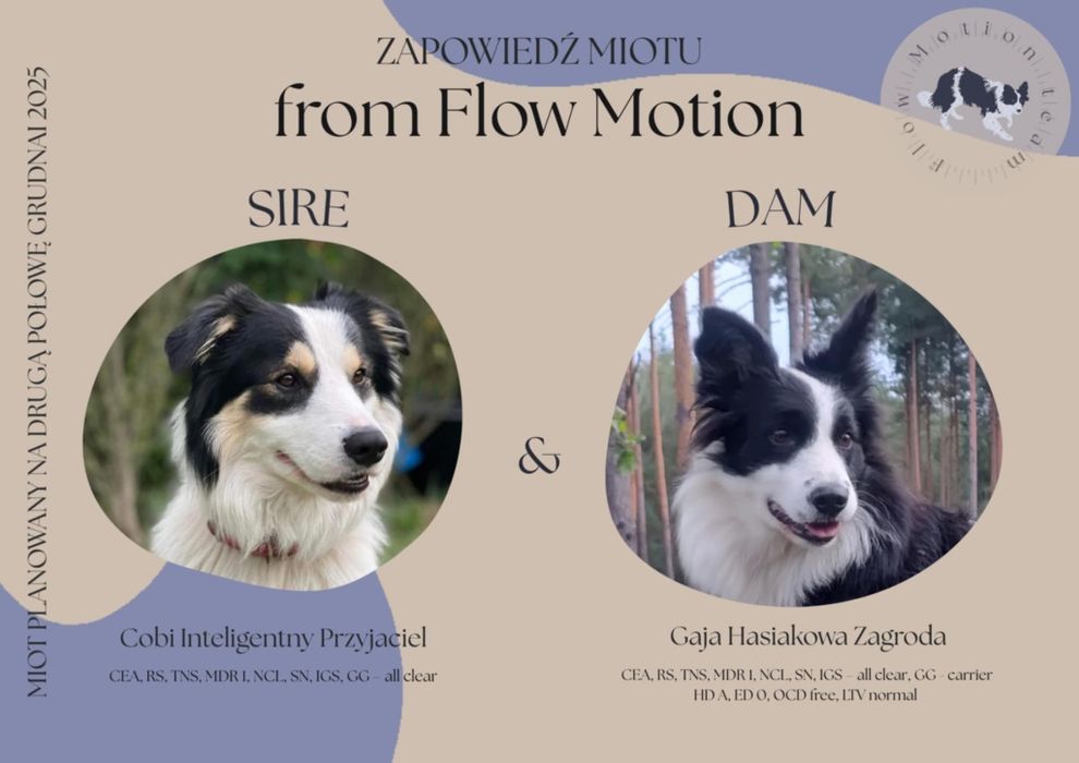 Border collie || szczeniaki — sunia || Kyra Promise