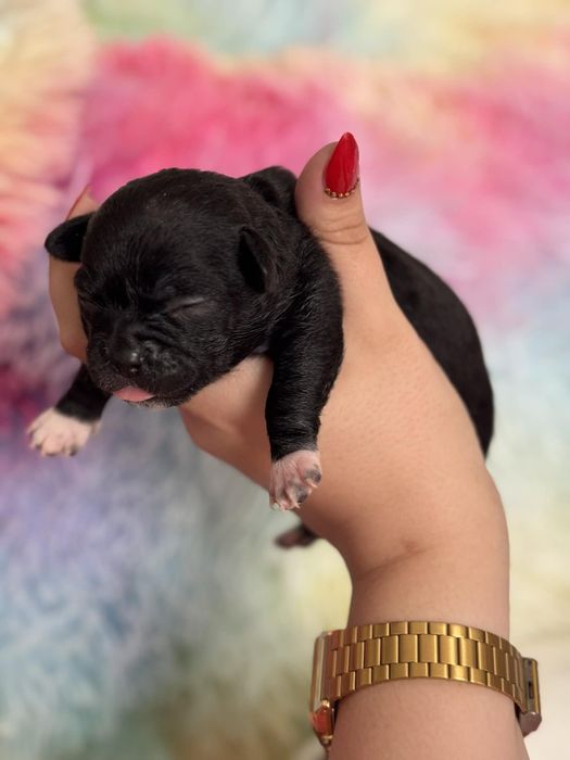 Rezerwacja szczeniąt chihuahua