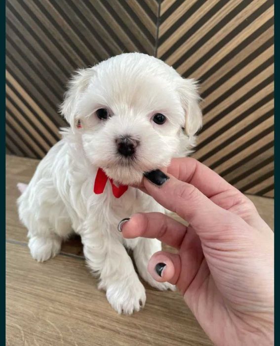 Bichon maltês menino