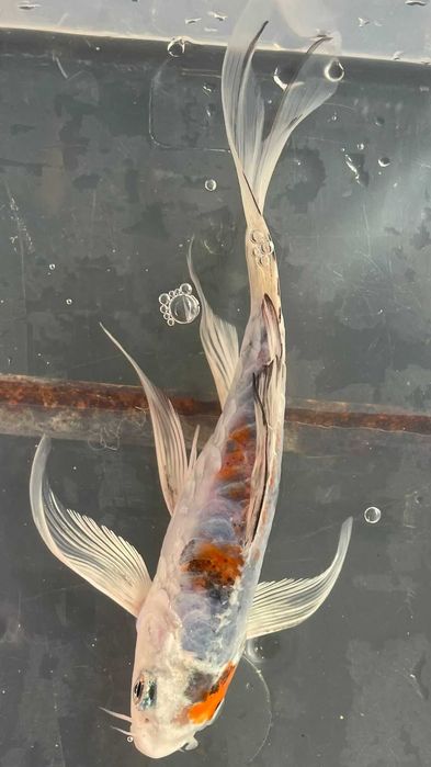 **SUPER PROMOÇÂO** Carpa Koi Véu 15/20cm