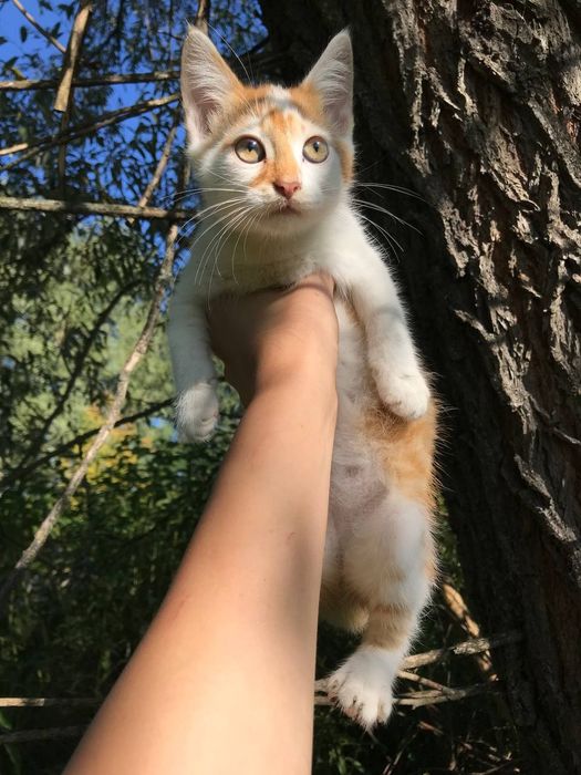 Кошенята в добрі руки