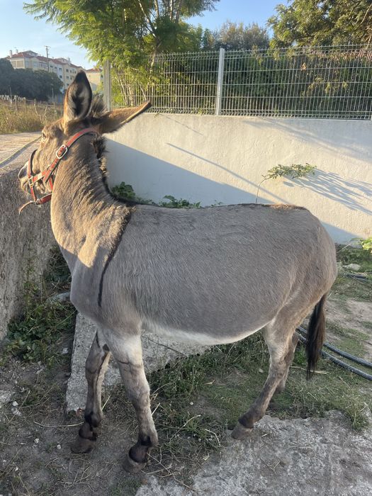 Burrinho pequeno montado