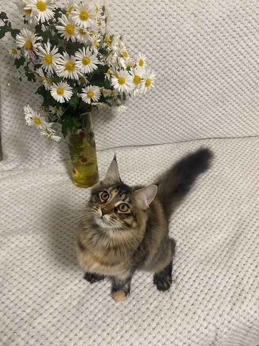 Котики Мейн-кун.