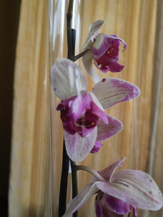 Sprzedam storczyki ,orchidee