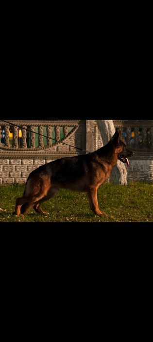 Продажу цуценят вік 2 місяці