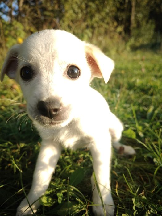 Na Wschodzie nie czeka mnie nic... Oprócz budy
