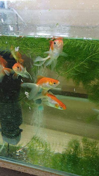 Welonka Welonek Czarny Teleskop / Złota rybka | Rybki do akwarium