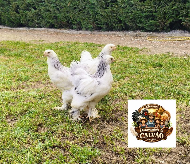 Galos Brahma Light