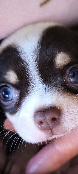 Chihuahua.Menino . Olhos azuis.Perfeito!