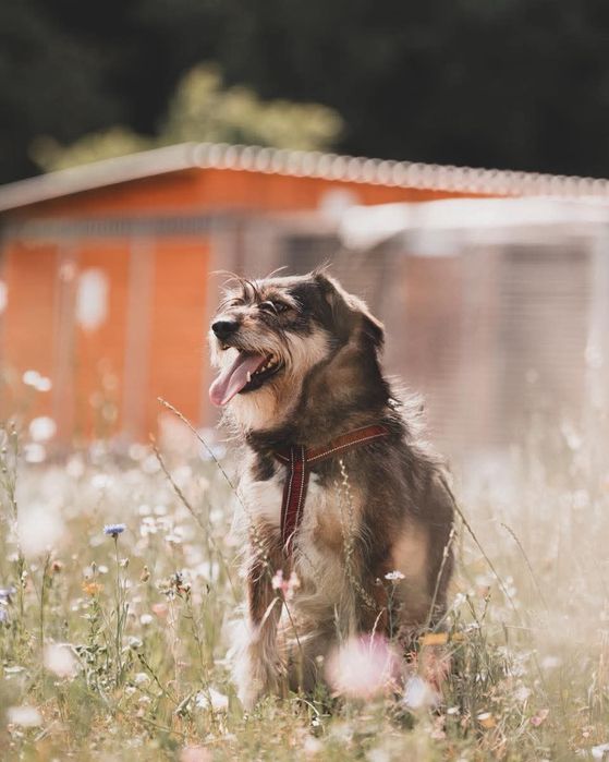 Sunia Nefra szuka domu